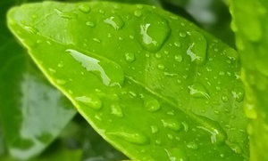 small plant leaf
